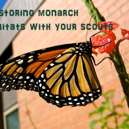Restoring monarch butterfly habitats with your Girl Scout troop. Great camp or outdoor activities to help your kids take an active role in preserving the monarch butterfly.